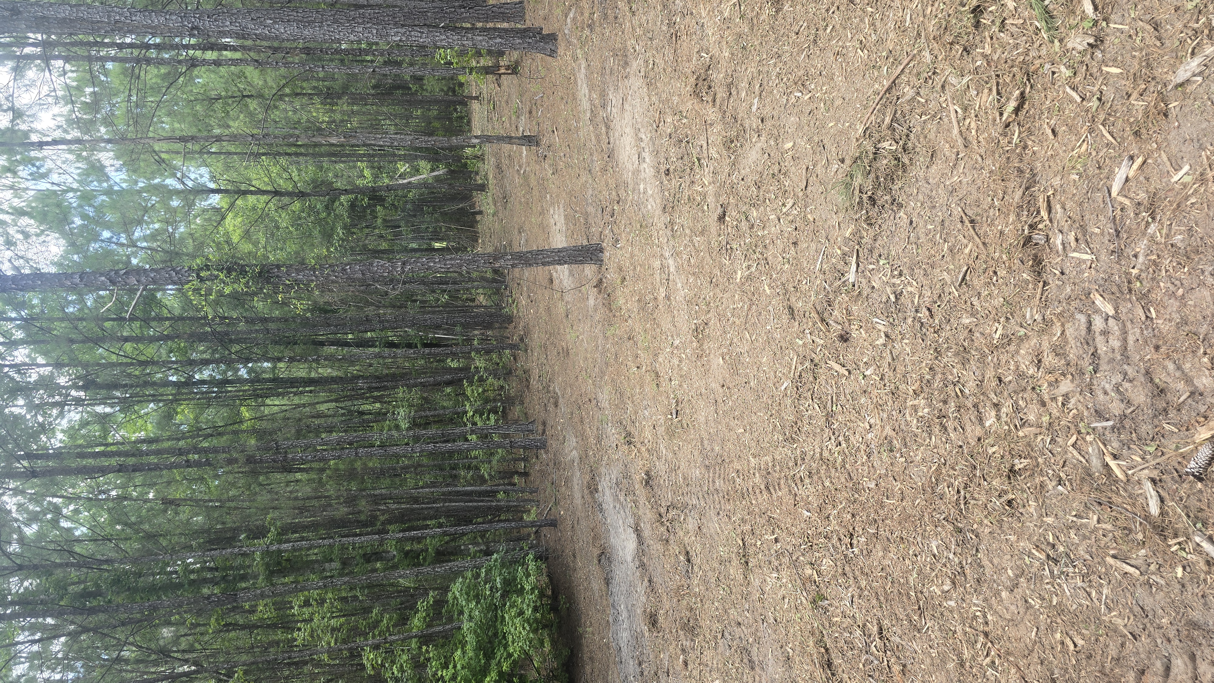 Henson Land Management excavator forestry mulcher working in wooded property